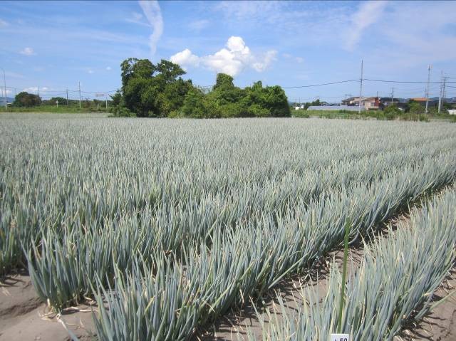 鳥取県(夏ねぎ)