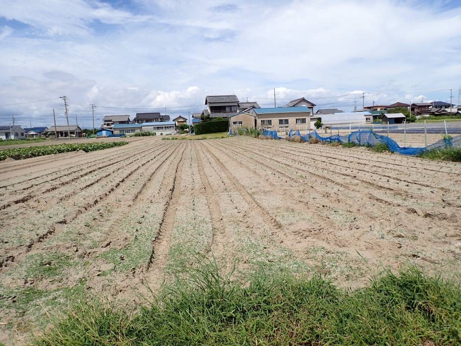 静岡県(冬ブロッコリー)