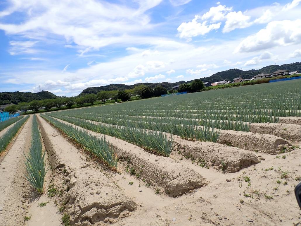 静岡県(秋冬ねぎ)
