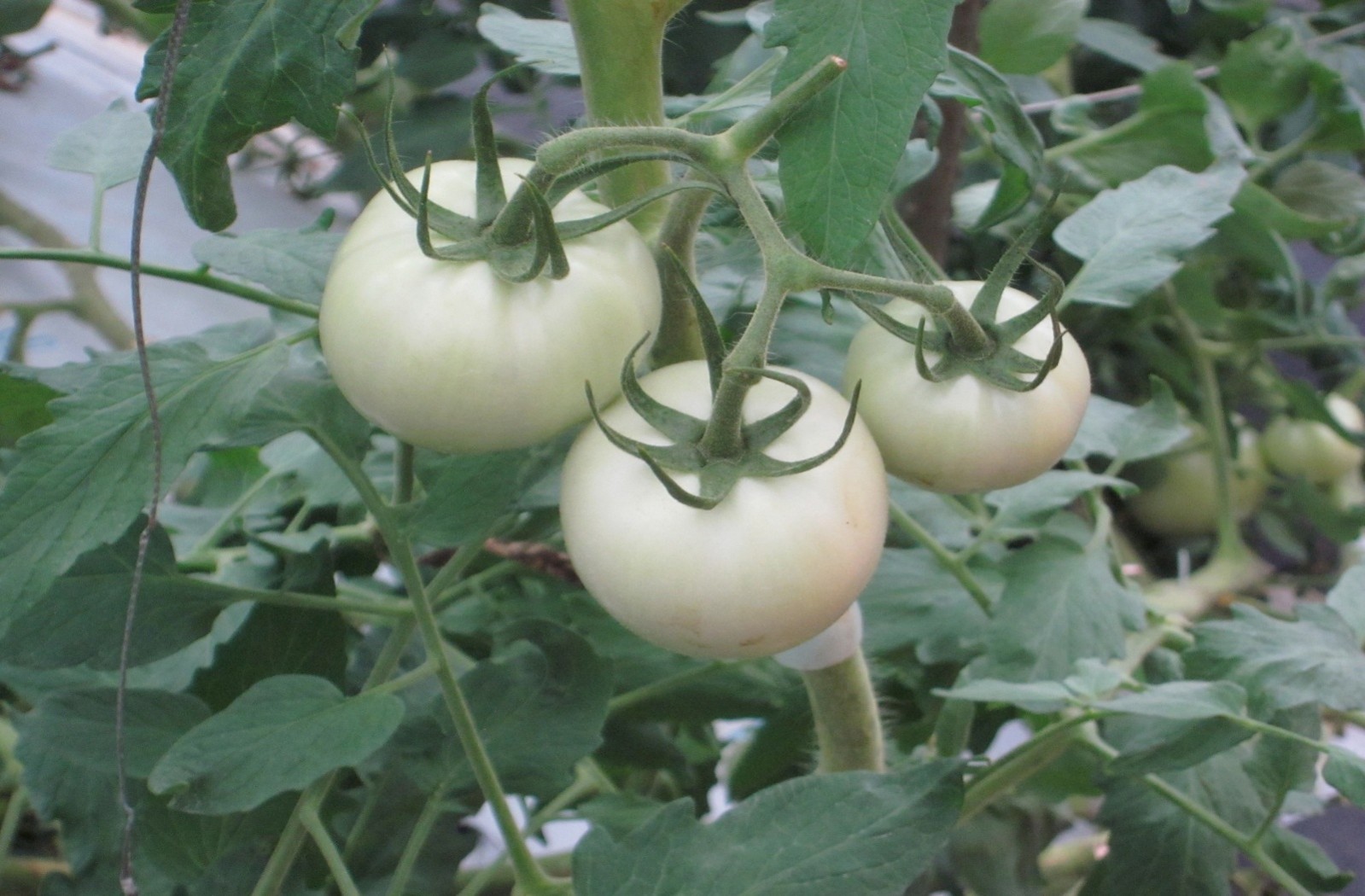 大分県(夏秋トマト)