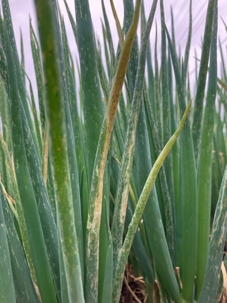 埼玉県(秋冬ねぎ)