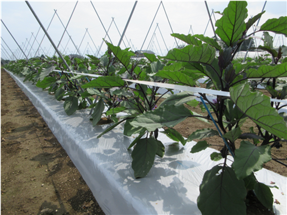 群馬県(夏秋なす)