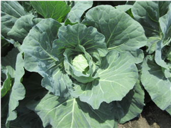 群馬県(夏秋キャベツ)