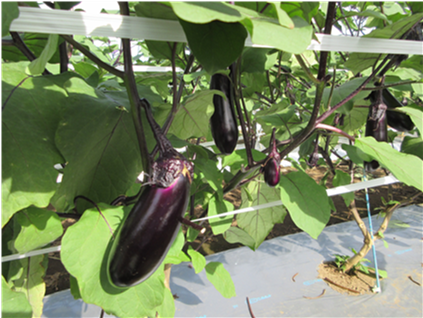 群馬県(夏秋なす)