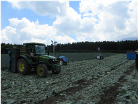 群馬県(夏秋キャベツ)