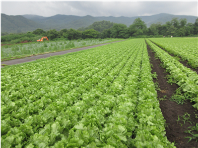 群馬県(夏秋レタス)