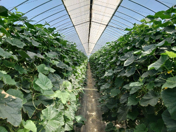 長野県(夏秋きゅうり)