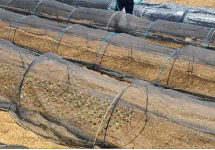 東京都(冬キャベツ)