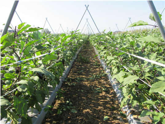 群馬県(夏秋なす)