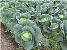 群馬県(夏秋キャベツ)