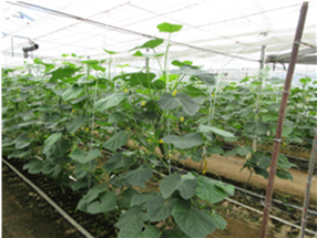 群馬県(抑制きゅうり)