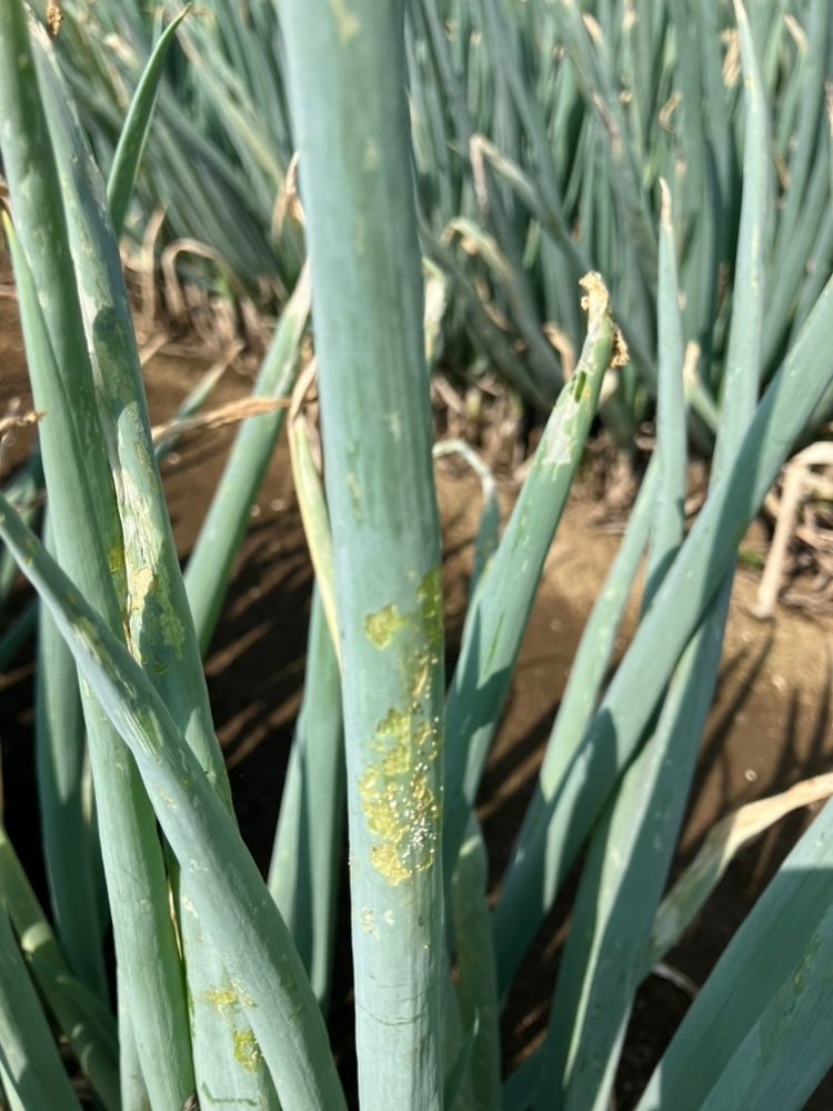 埼玉県(秋冬ねぎ)