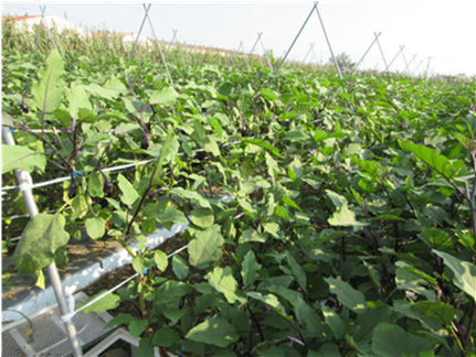 群馬県(夏秋なす)