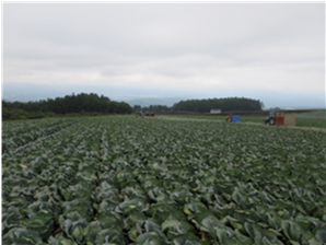 群馬県(夏秋キャベツ)