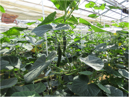 群馬県(抑制きゅうり)