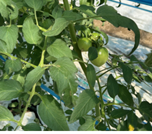 熊本県(冬春トマト)