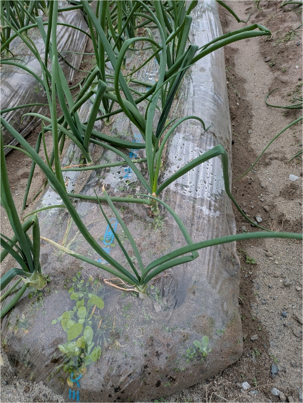 静岡県(たまねぎ)