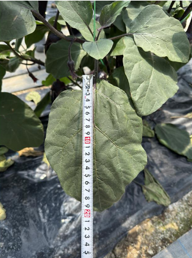 大阪府(夏秋なす)
