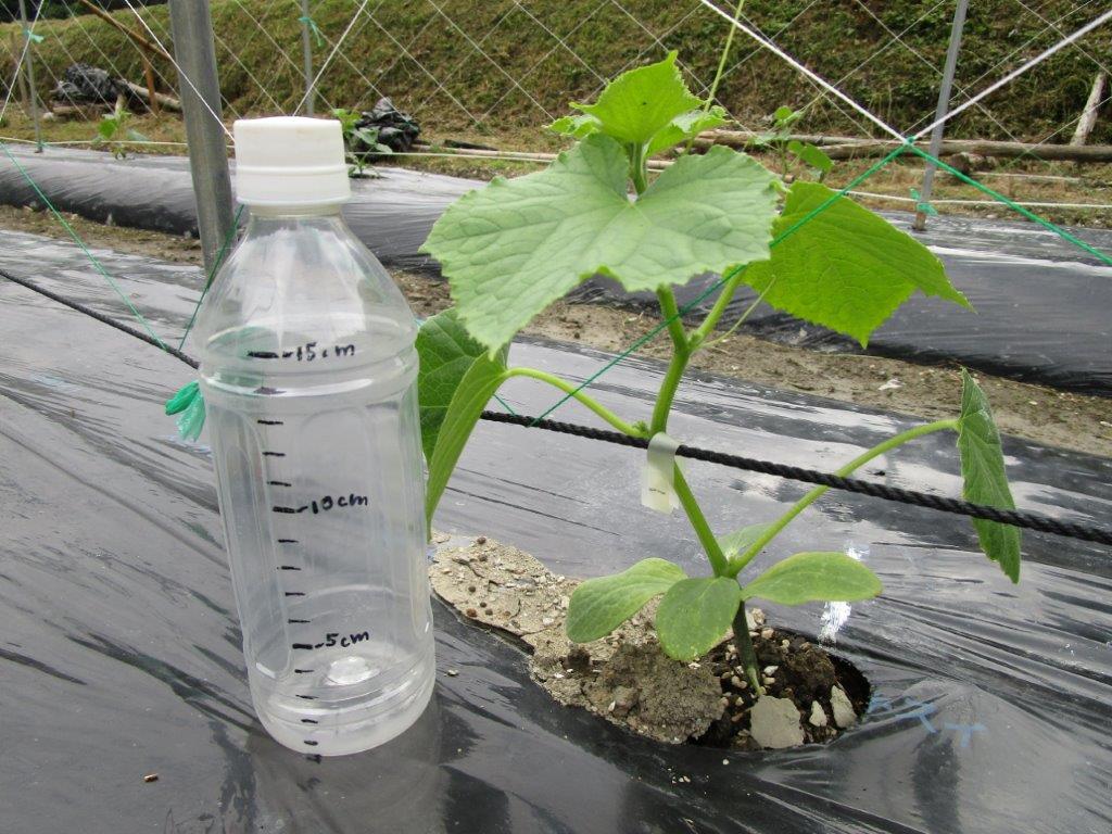 和歌山県(夏秋きゅうり)
