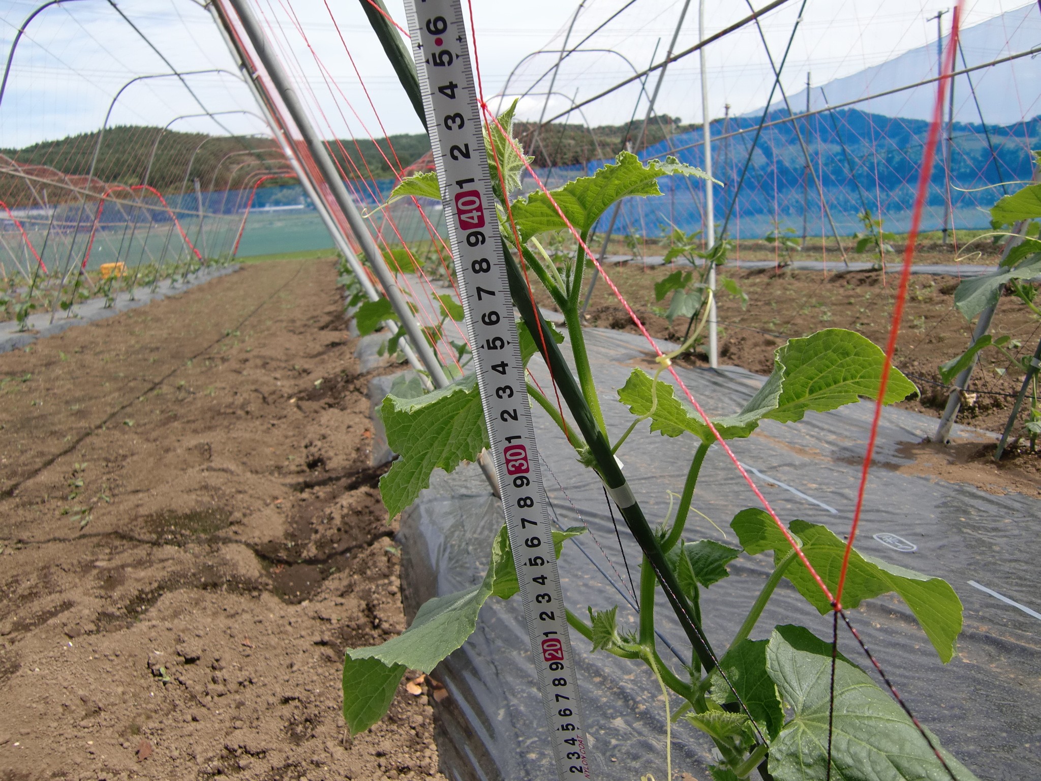 宮城県(夏秋きゅうり)