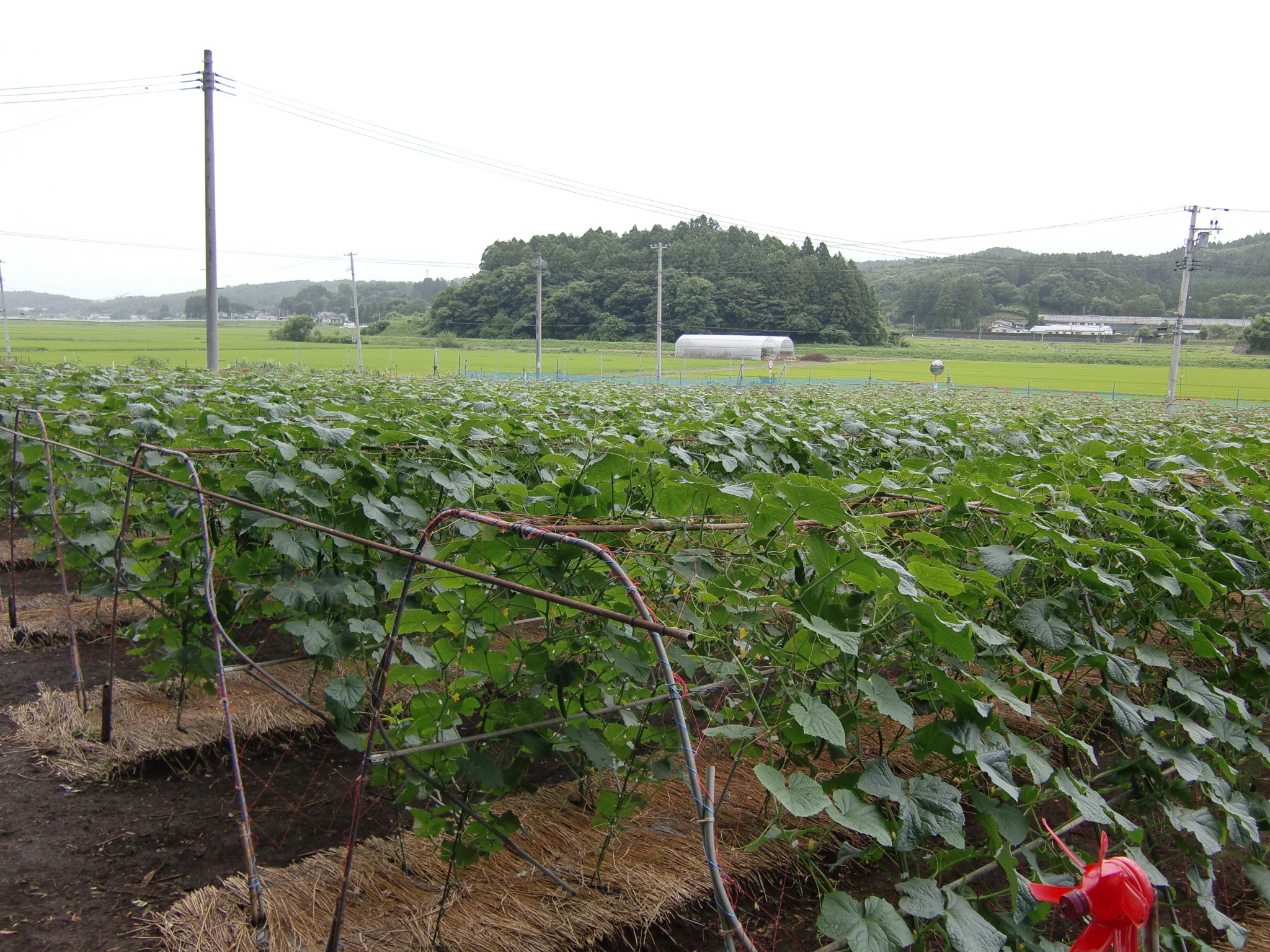 宮城県(夏秋きゅうり)