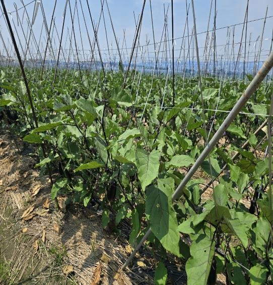 奈良県(夏秋なす)