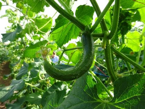 山形県(夏秋きゅうり)