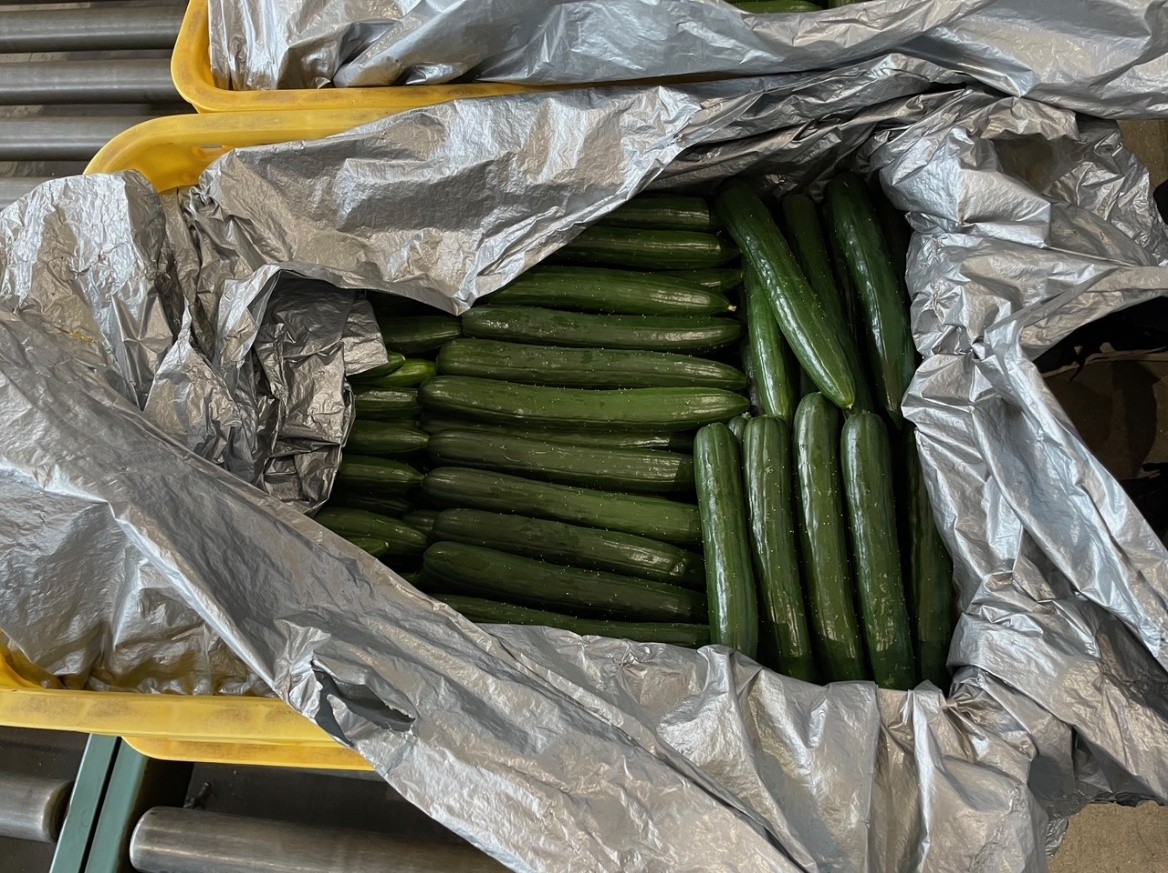 愛媛県(夏秋きゅうり)