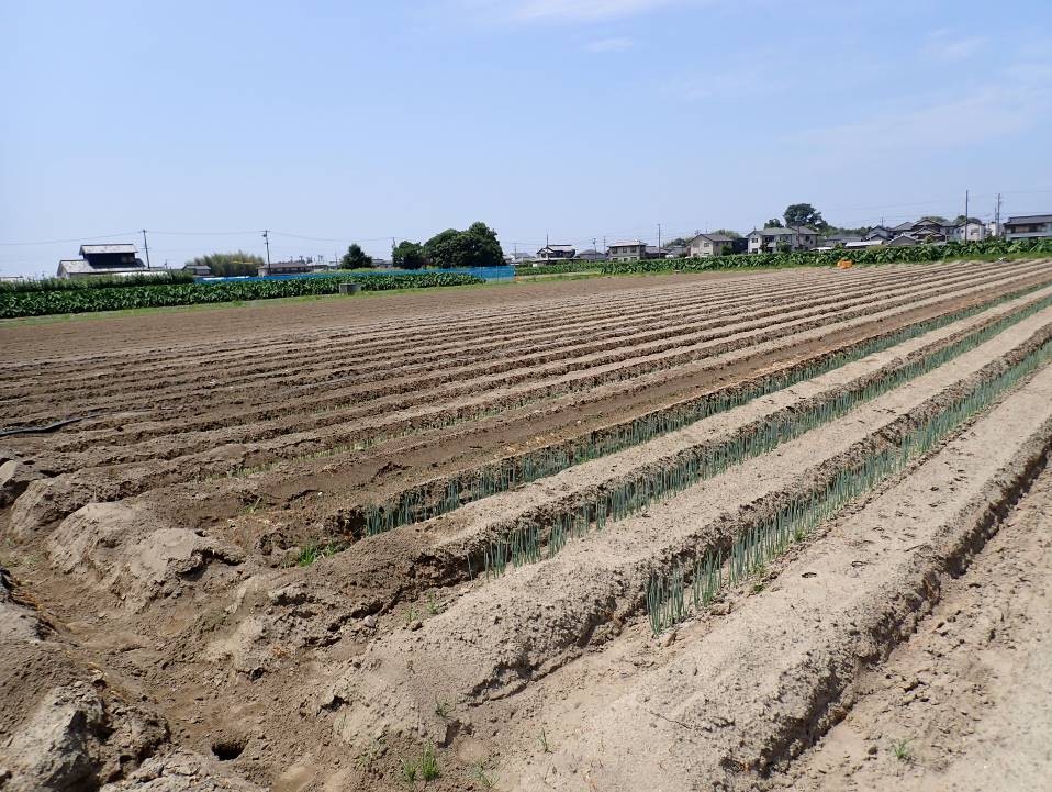 静岡県(秋冬ねぎ)