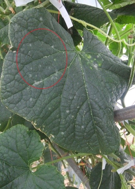 福島県(夏秋きゅうり)