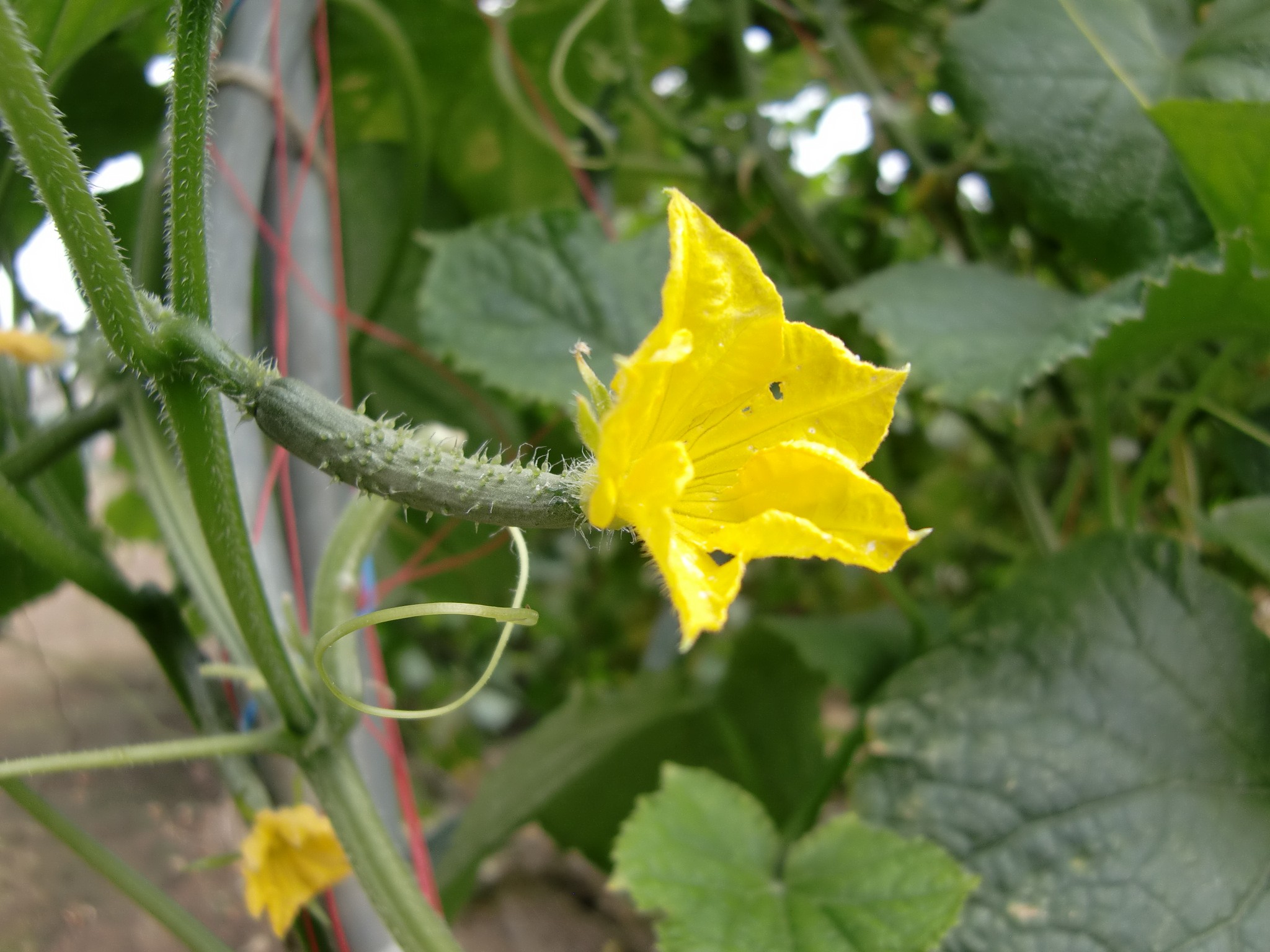 宮城県(夏秋きゅうり)
