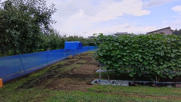 秋田県(夏秋きゅうり)
