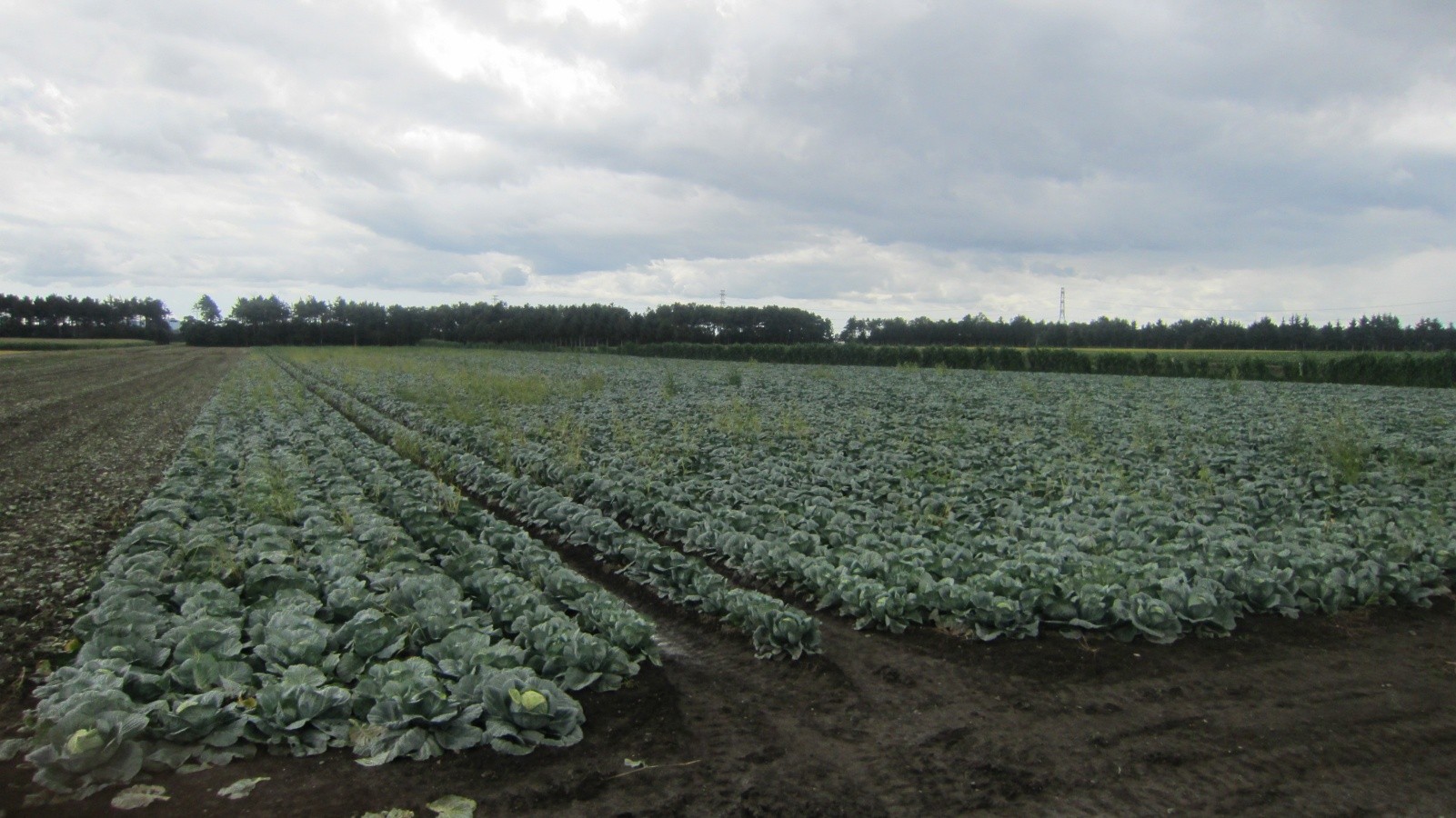 北海道(夏秋キャベツ)
