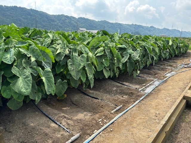 静岡県(秋冬さといも)