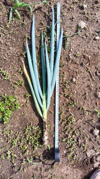 秋田県(秋冬ねぎ)