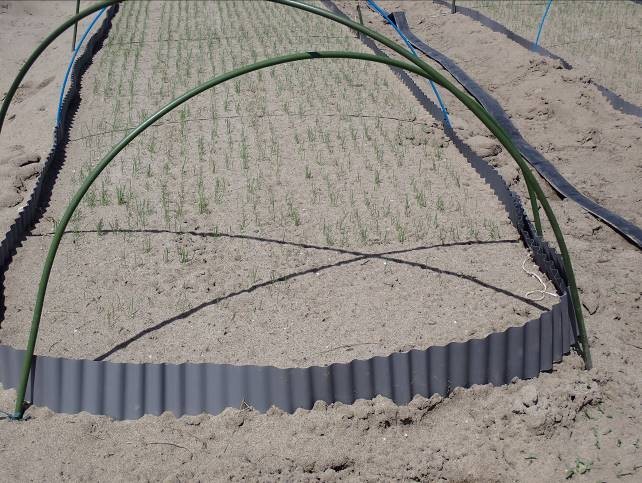 静岡県(たまねぎ)