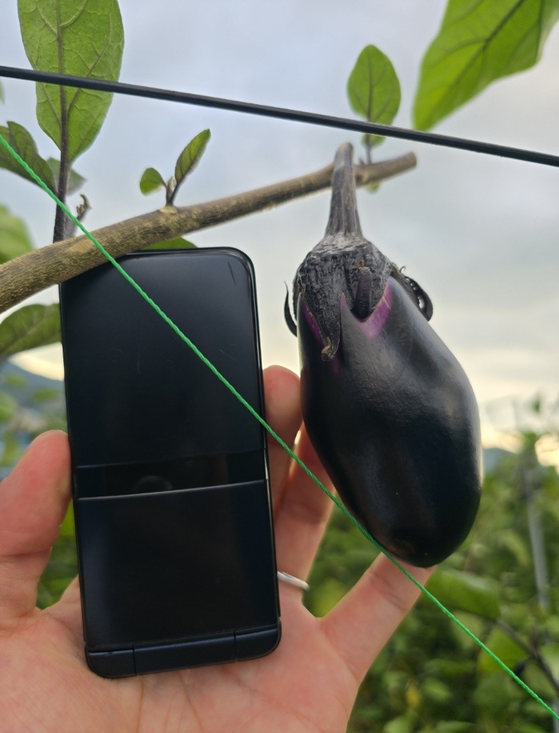 奈良県(夏秋なす)