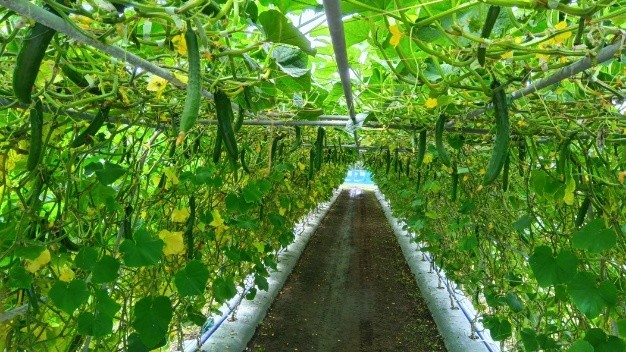 秋田県(夏秋きゅうり)