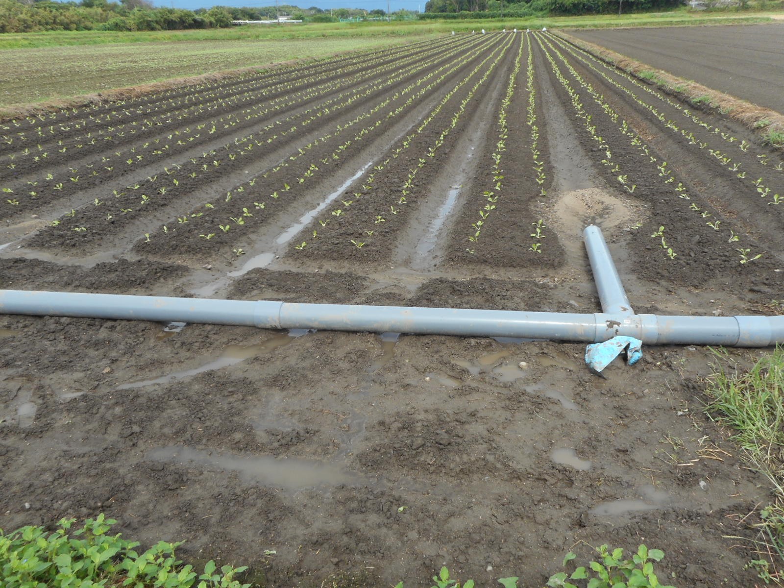 三重県(秋冬はくさい)