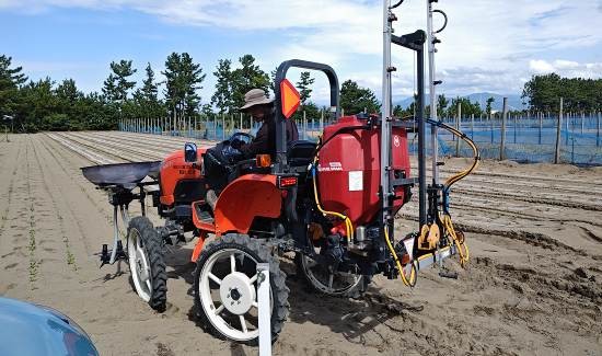 福井県(秋冬だいこん)