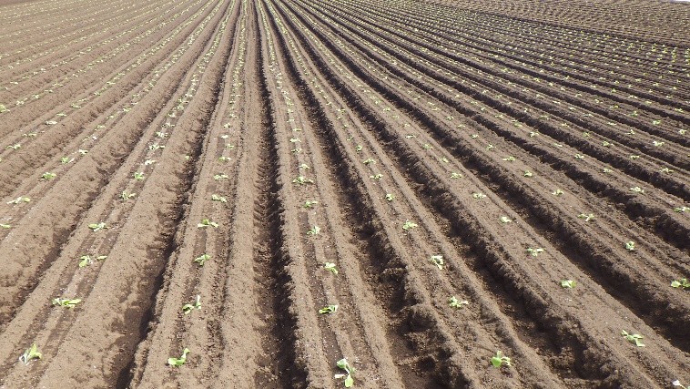 茨城県(秋冬はくさい)