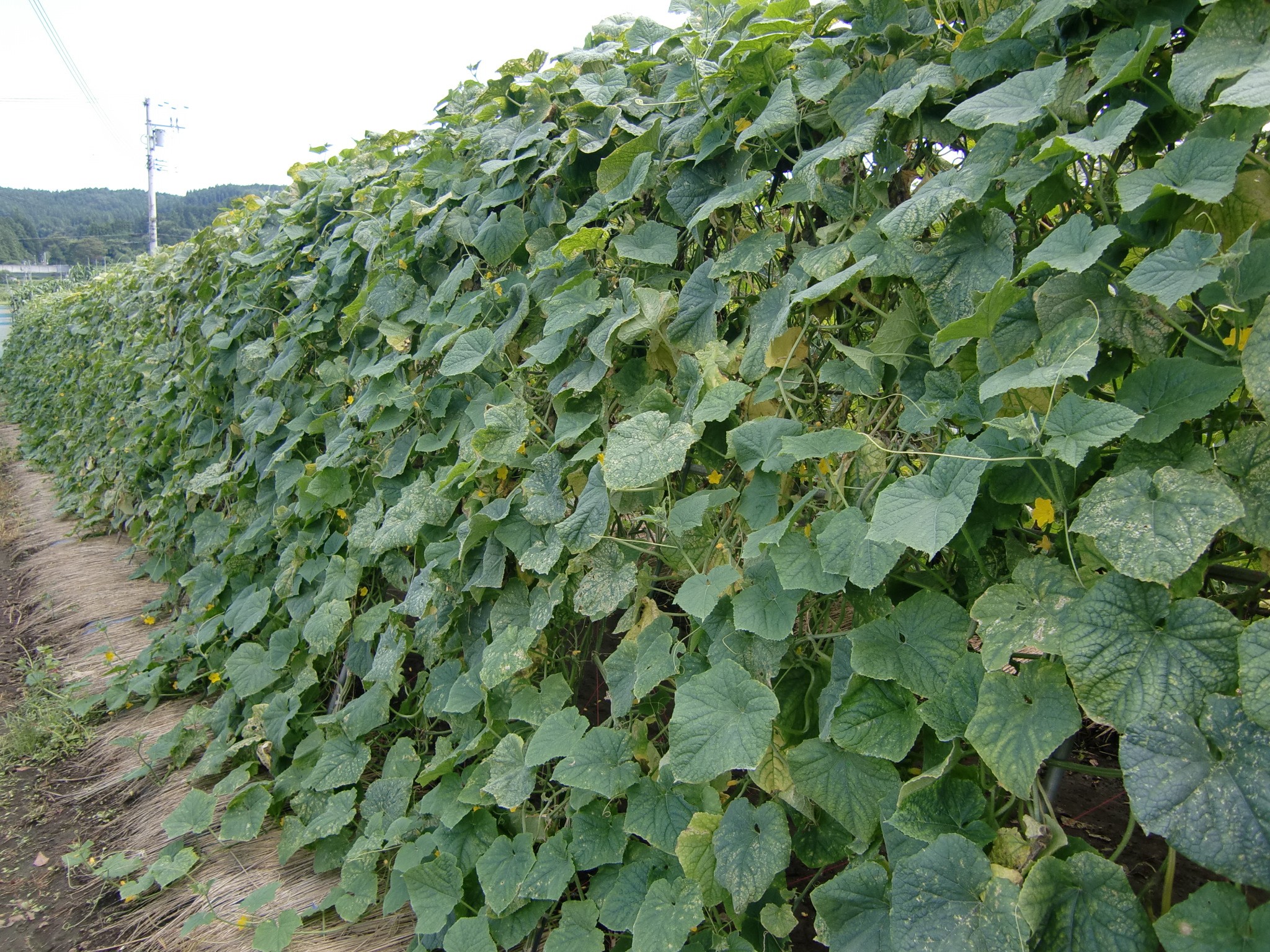 宮城県(夏秋きゅうり)
