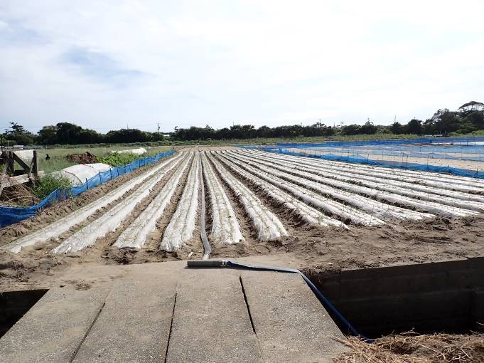 静岡県(たまねぎ)