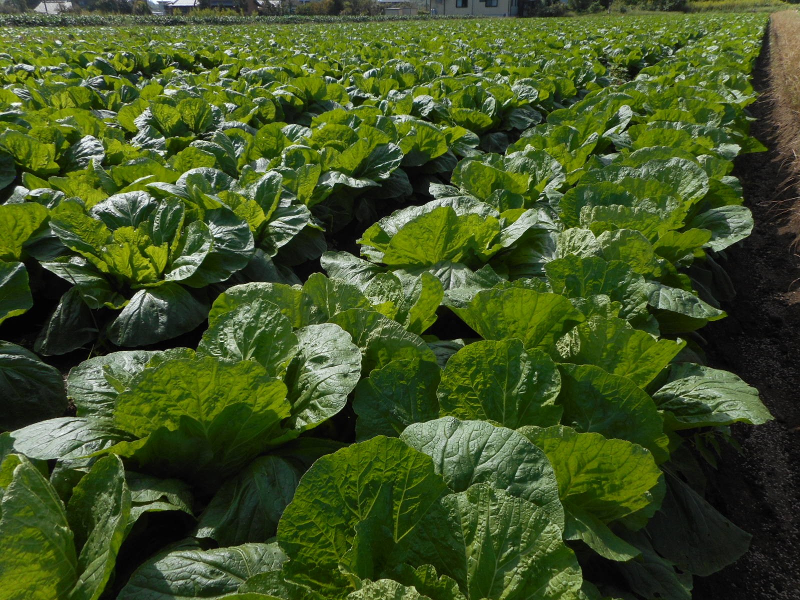 三重県(秋冬はくさい)