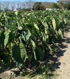 静岡県(秋冬さといも)