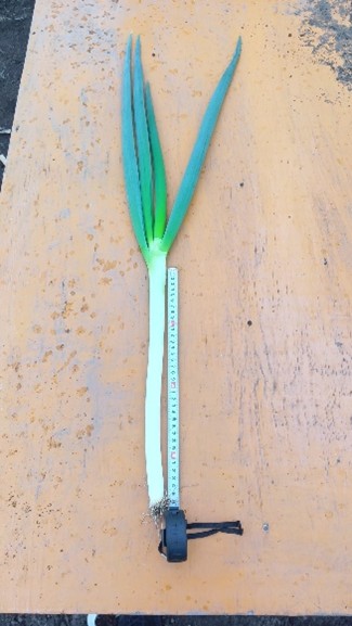 秋田県(秋冬ねぎ)