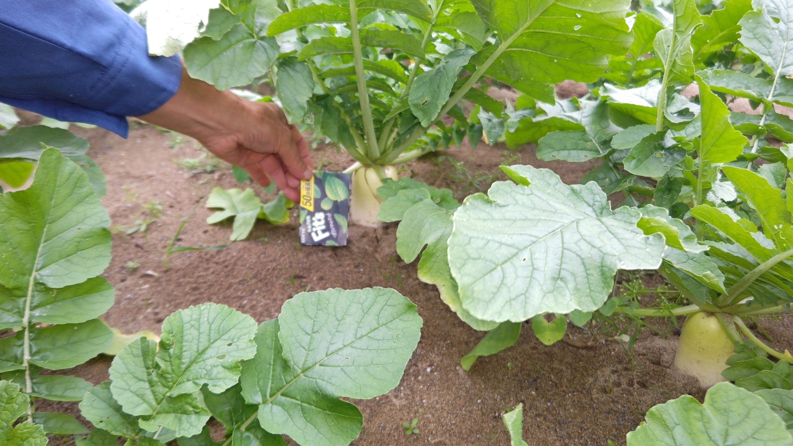 福井県(秋冬だいこん)