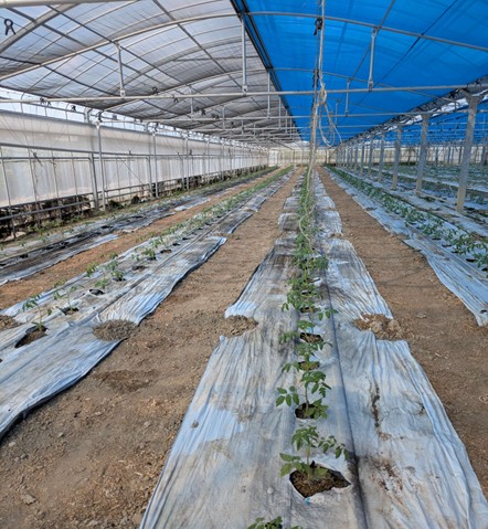 沖縄県(冬春トマト)