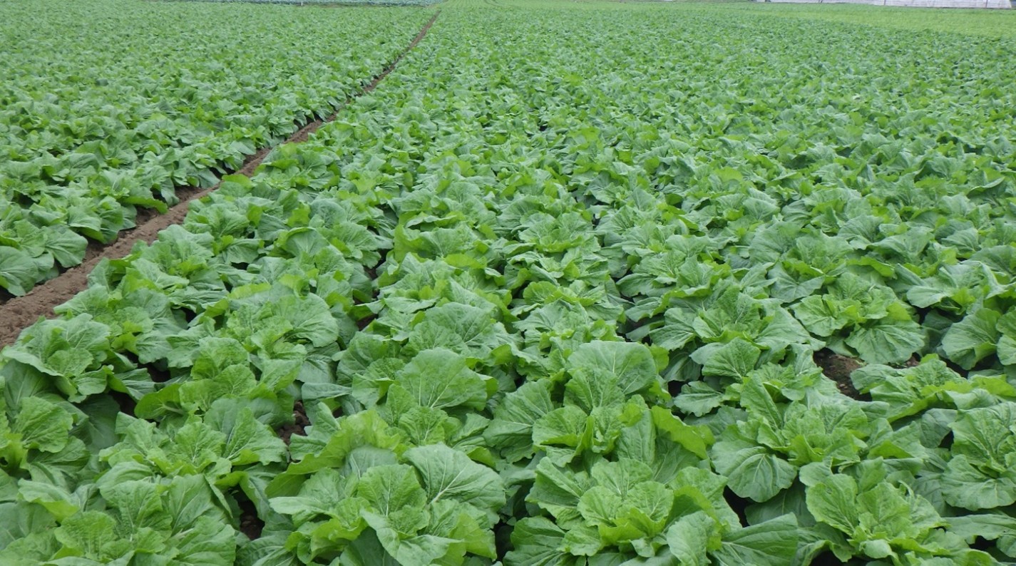 茨城県(秋冬はくさい)