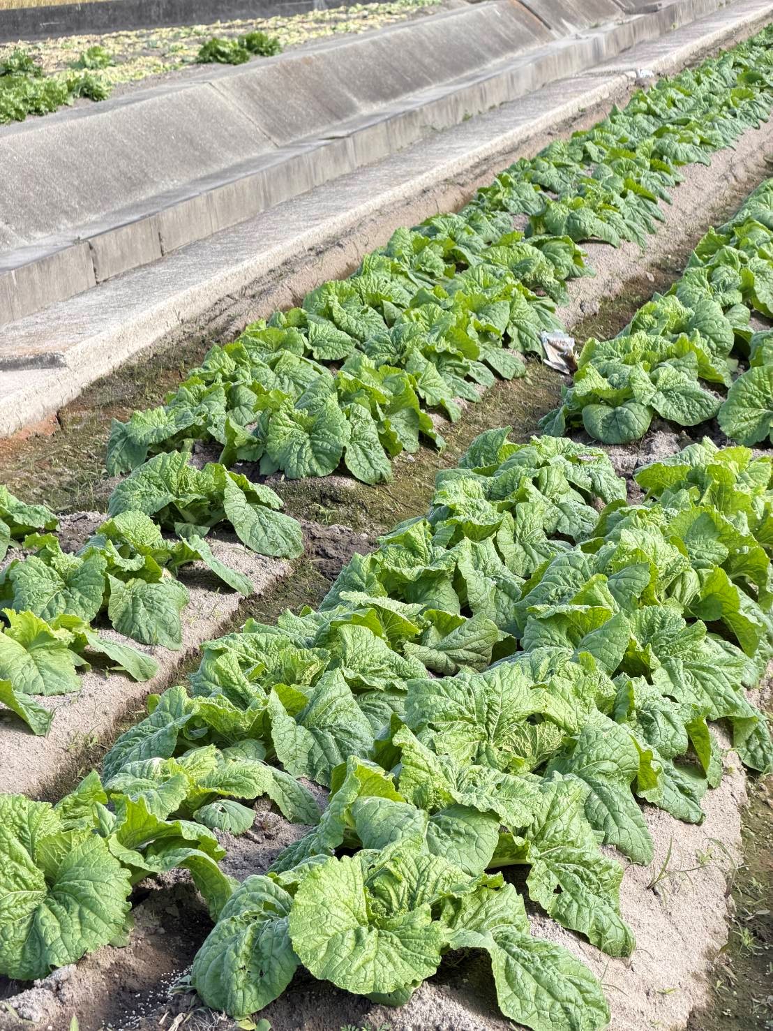 兵庫県(秋冬はくさい)